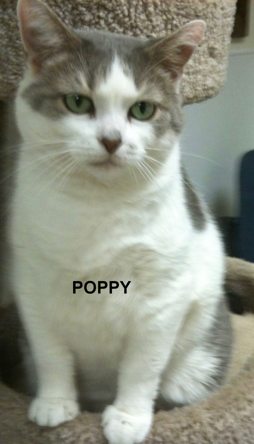 Poppy